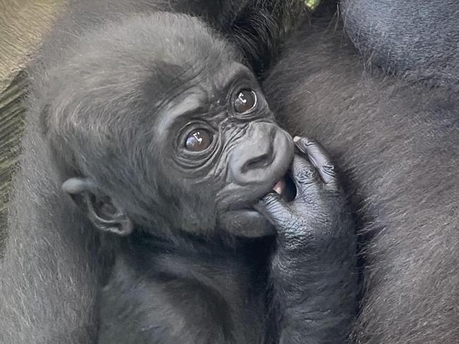 Exclusive DT do not use without speaking to Nicola Amoros on DT picture desk. New gorilla baby named. Baby Kendi was born on 8th February 2025