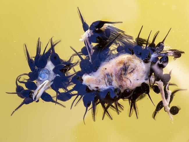 Toad tadpoles feast on a dead fledgling sparrow in Spain after an unsuccessful launch caused the baby bird to fall into a pond. Picture: Juan Jesús Gonzalez Ahumada/Wildlife Photographer of the Year