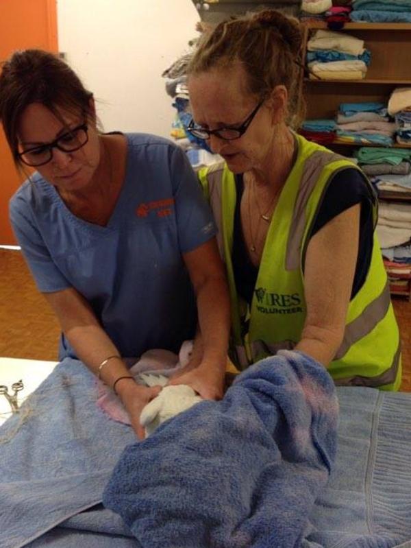 WIRES volunteer Inga Tiere at the vets with the cockatoo. Picture: K McCue