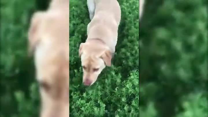 Labrador play time in the crops