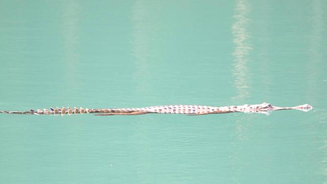 The freshwater crocodile in Lake Eacham was a talking point after an attack on a 62-year-old man. Picture: Lease Beutel