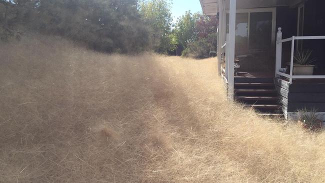 Leanne Gloury says a plague of tumbleweed that has blown onto her property is out of control. Picture: Leanne Gloury