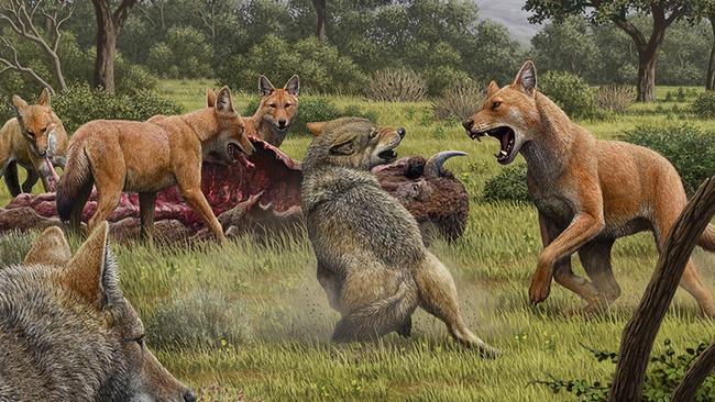 A pack of dire wolves (Canis dirus) feeding on their bison kill in Southwestern North America during the late Pleistocene era. Picture: Mauricio Antón/Nature