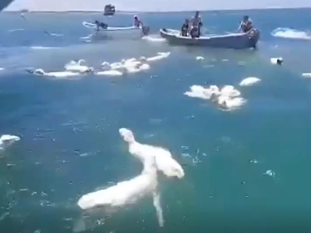 The can be heard bleating as they struggle to tread water. Picture: Viral Press