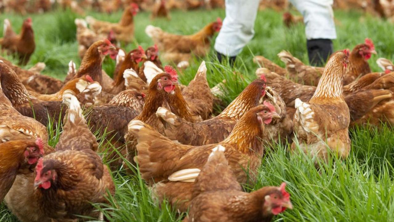 Bird flu eradicated in Golden Plains