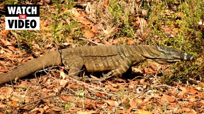 Huge goanna spotted in the Yarra Valley