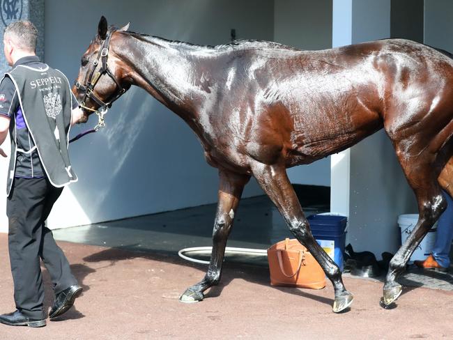 Winx freshens up with a wash after her sizzling performance. Picture: Alex Coppel