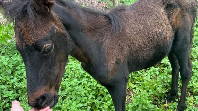 Rescued foal Imijimi on her way from Warruwi to acting West Arnhem Regional Council CEO Jessie Schaecken's rural property outside Darwin via Jabiru. Picture: Kakadu Air