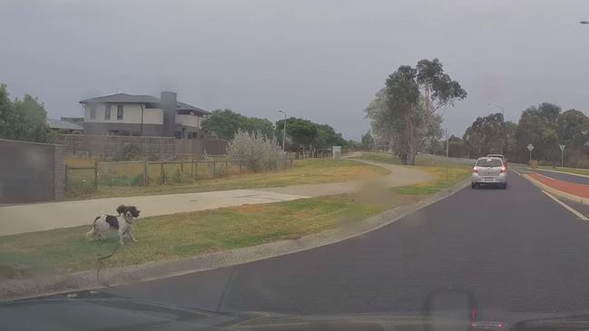 The owners quickly realised and pulled over. Vision: Dash Cam Owners Australia