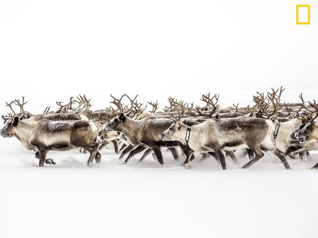 Lost in white This photo captures the moment that I, along with 3 other Sami reindeer herders become a little lost while migrating with 350 reindeer. They were rounded up from a section of forest around 30kms south of this point. Our goal was to take them, via rivers, northwards to pastures new using the network of rivers and lakes that flow through Sweden. This was taken on Randijaur lake, Jokkmokk, Sweden
