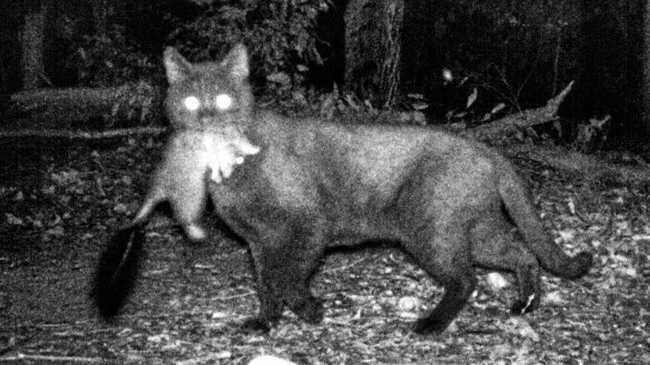 CLAWS OUT: With domestic cats taking a toll on our wildlife Is it time for a cat curfew? Picture: Contributed