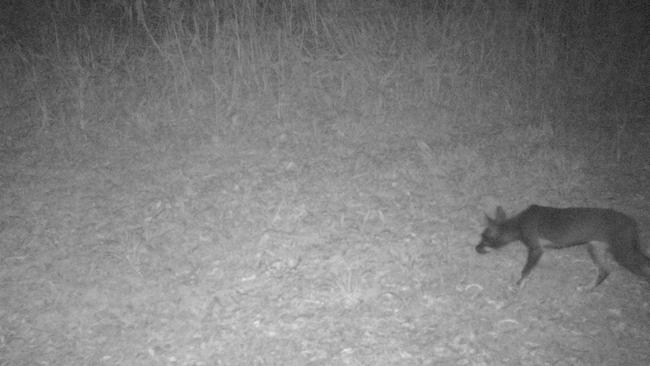 Video stills from recorded footage of wild dogs on a property close to the town of Eumundi.