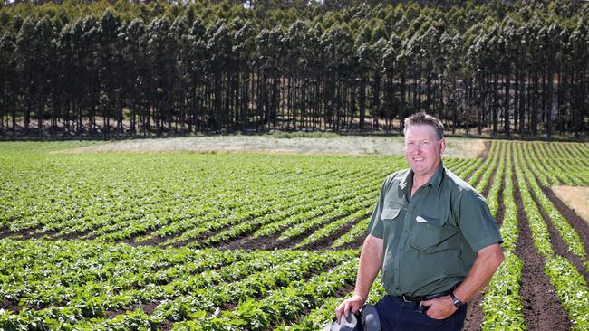 Former TFGA President Wayne Johnston in his potato crop at Meander. PICTURE CHRIS KIDD