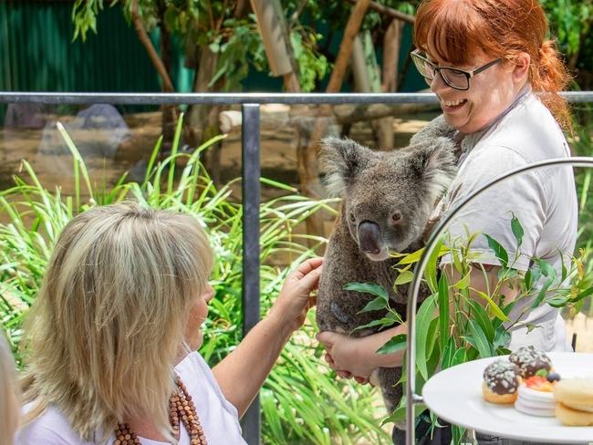 Currumbin Wildlife Sanctuary's special Koala High Tea hosted this Mother's Day. Picture: Supplied