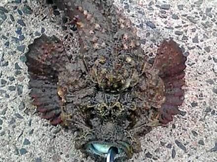 DEADLY FIND: This stonefish caught on a line near Noosa.