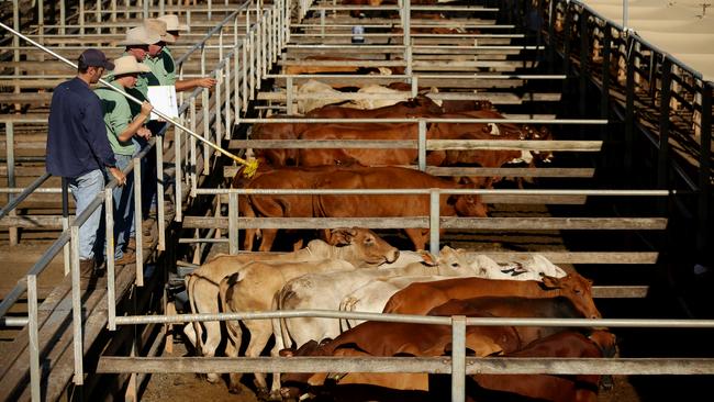 Roma Saleyards. Pic Mark Calleja