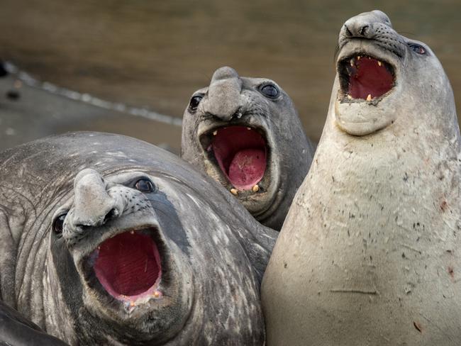 Three elephant seals belt out a number in Roie Galitz’s “Three Tanors”, taken on in 2016 on South Georgia Island. It was one of 40 finalists in the Comedy Wildlife Awards, which aims to put wildlife conservation in the spotlight. Picture: Roie Galitz/Barcroft Images