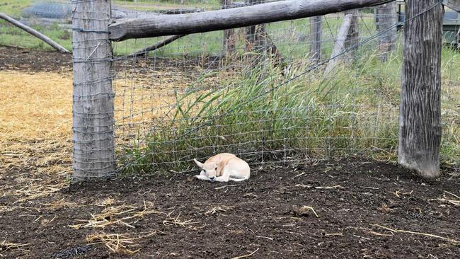 BABY NEWS: The two-week-old addax nicknamed Darcy enjoys a rest in her home at the Darling Downs Zoo. Darcy is the first addax to be born in Queensland. Picture: Sean Teuma