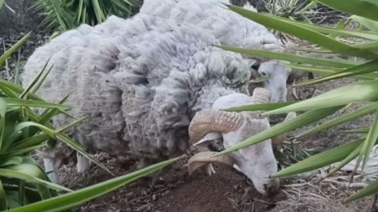 Rogue sheep run amok in Adelaide's north (7NEWS)