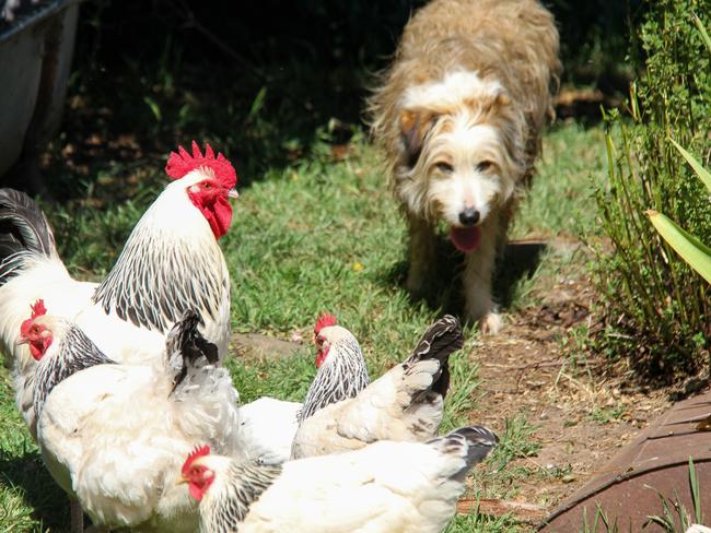 Billy the smithfield sheepdog inspects the chooks at Curringa Farm at Hamilton, in Tasmania's Derwent Valley. Picture: Linda Smith