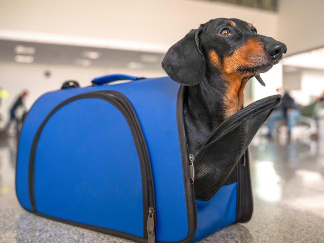 Obedient dachshund dog sits in almost closed blue pet carrier at airport or train station, looks up and waits owner. Safe travel with animals. Customs quarantine to transporting animals across border.