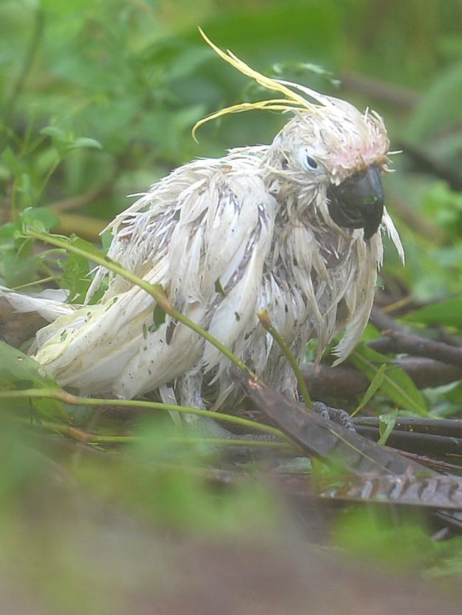 This helpless cockatoo was pictured battered after the storm. Picture: Alix Sweeney