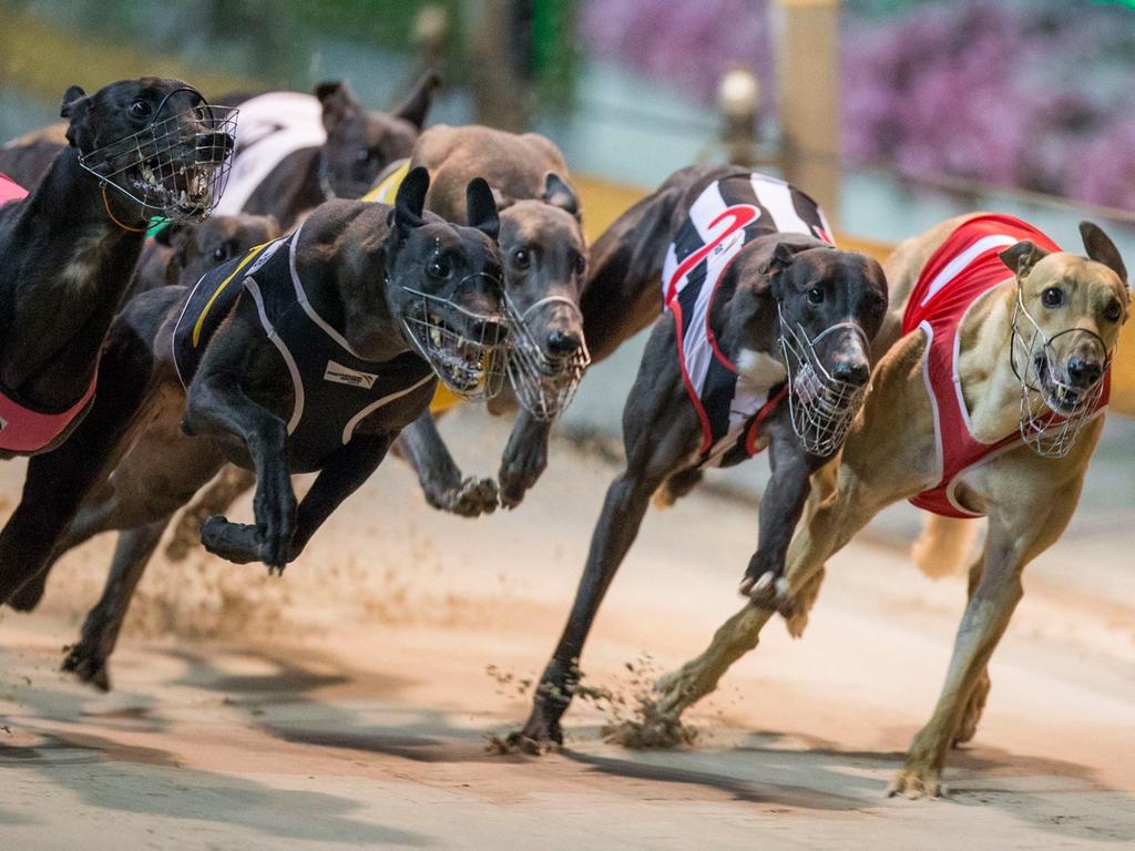tomorrow's dog racing