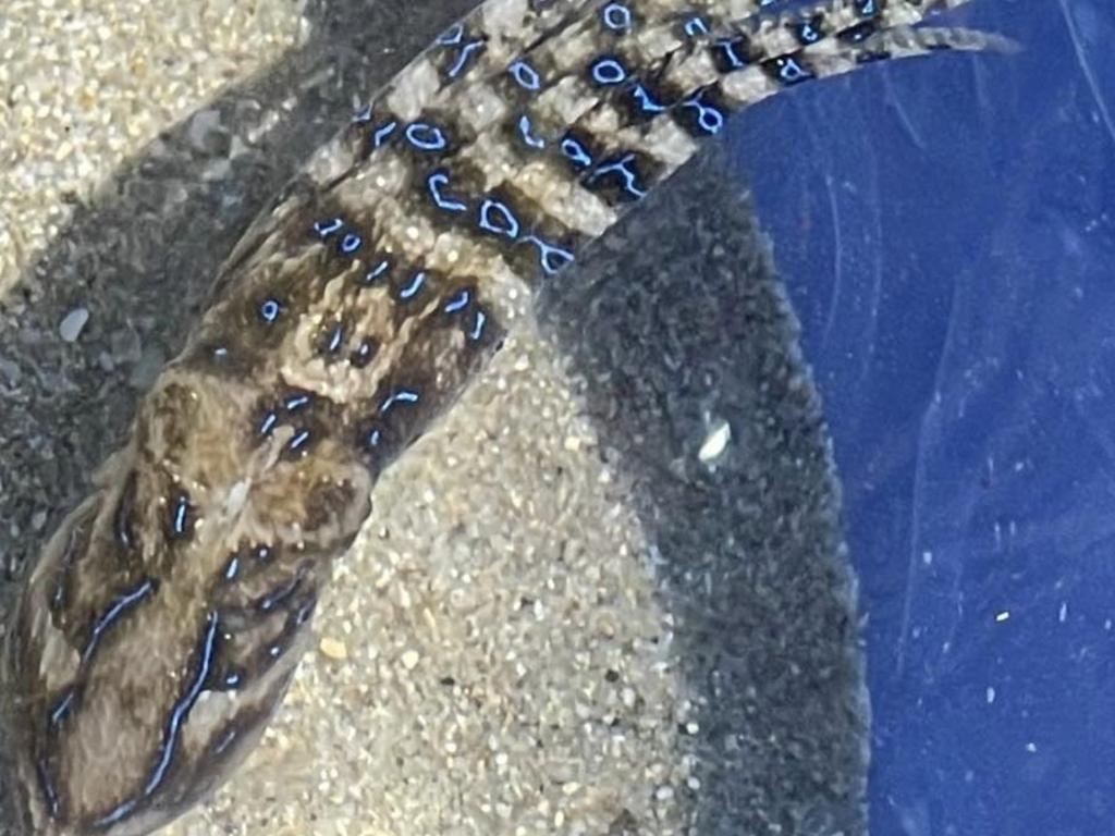 The blue ring octopus was spotted at Gunnamatta Bay.