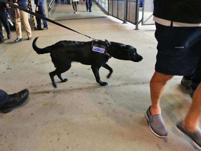 A drug-detection dog checks passengers on public transport as part of an operation to improve safety on buses and ferries in the Northern Beaches. Picture: Braden Fastier