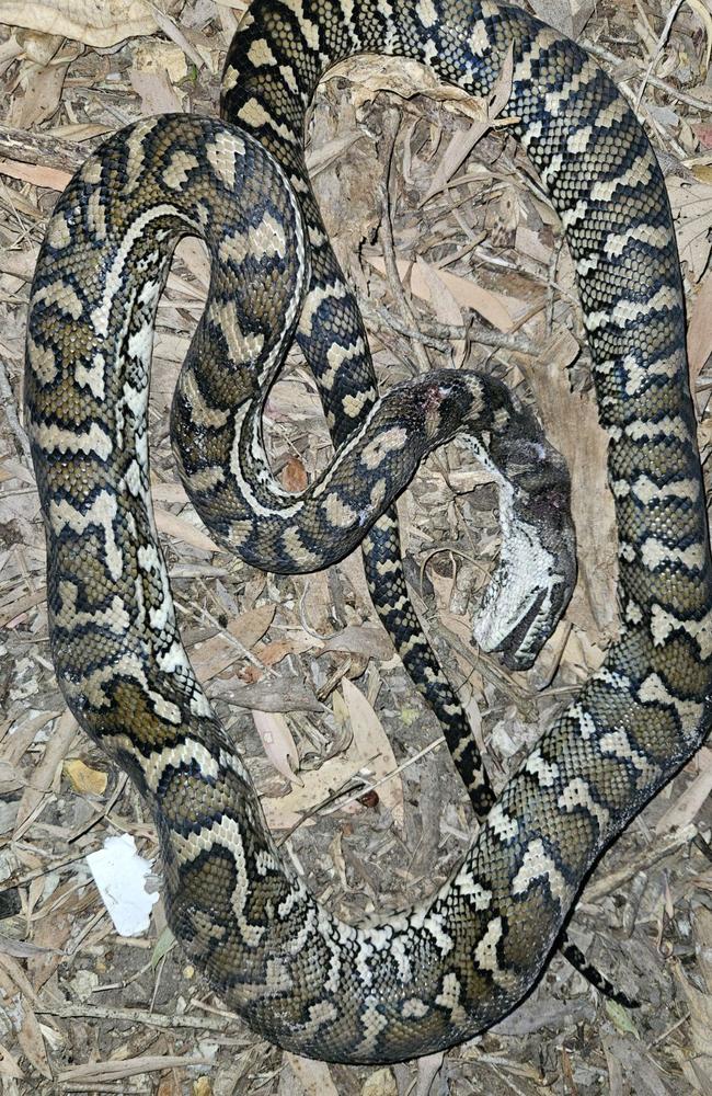 The coastal carpet python was so badly beaten it needed to be put down. Picture: Supplied.