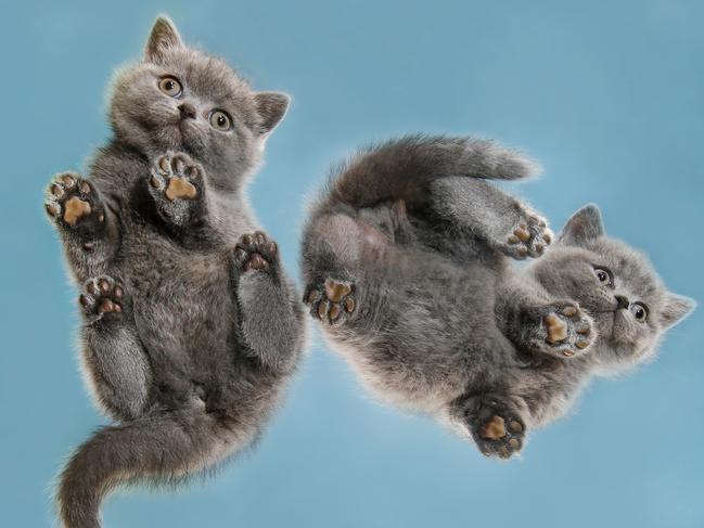 British shorthair kittens aged six-and-a half weeks old at the Cat Lovers Show. Picture: David Caird