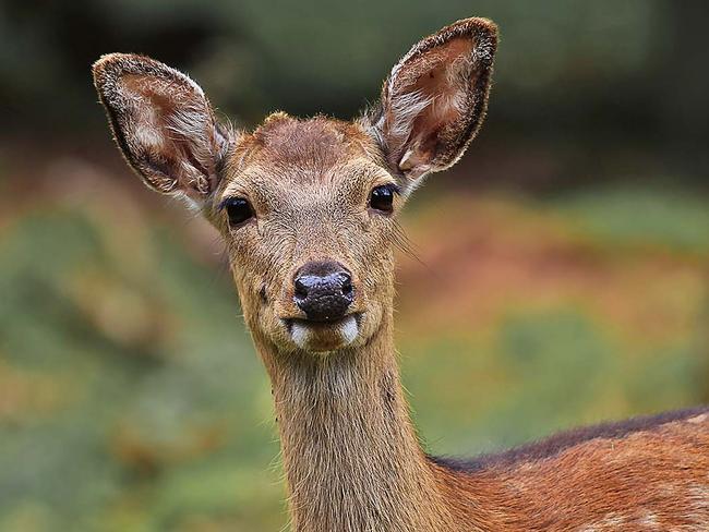 TWAM-20190629 EMBARGO FOR TWAM 29 JUN 2019NO REUSE WITHOUT PERMISSIONFEE MAY APPLYROAD TEST: KOTIA The worldÕs first skincare range made with deer milk from New Zealand.PHOTOGRAPHY: GETTY IMAGES