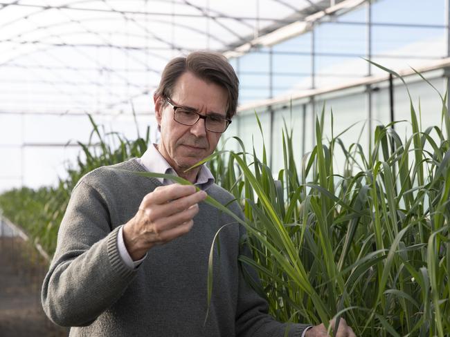 Professor Robert Park’s vision led to the creation of the Australian Cereal Rust Control Program, the only research program in the world that fully integrates pathology, genetics and pre-breeding. The centre collaborates with privately funded cereal breeding programs, ensuring the research directly benefits farmers.