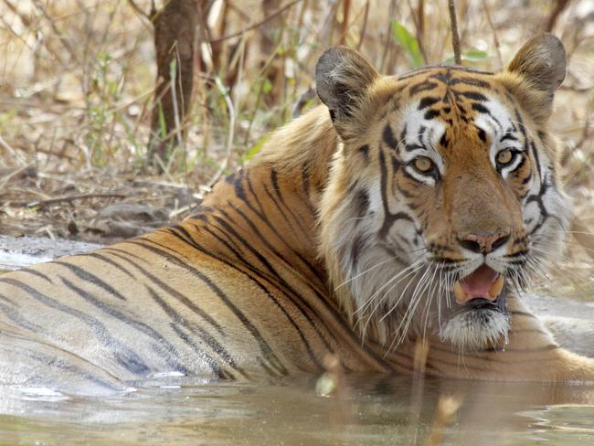 LONELY PLANET ADVENTURES .. Tiger safari in India .. Royal Bengal Tiger