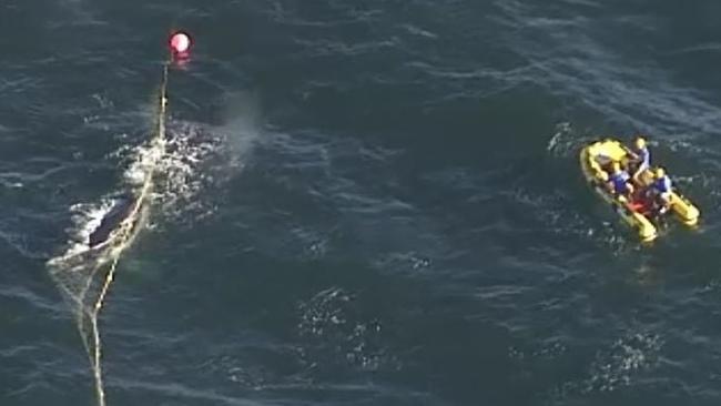 Whale caught in shark net off Gold Coast. Photo: Twitter/Nine News Gold Coast