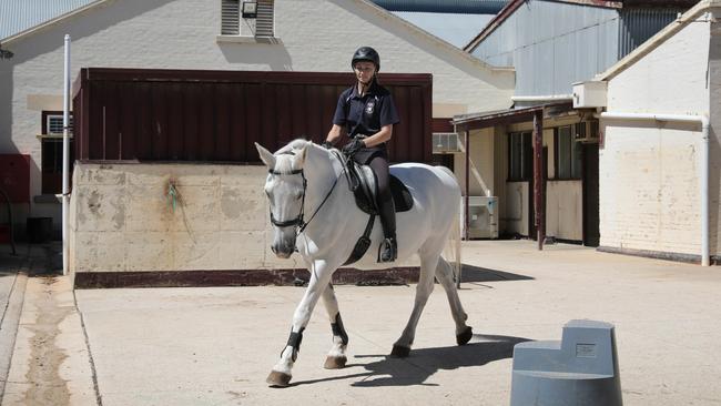 Tiffany Kalderovskis with one of the police greys at the current site behind the Thebarton Police Barracks. Picture: Dean Martin