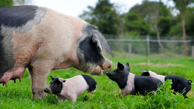 All you need to know to get started with pigs | The Weekly Times