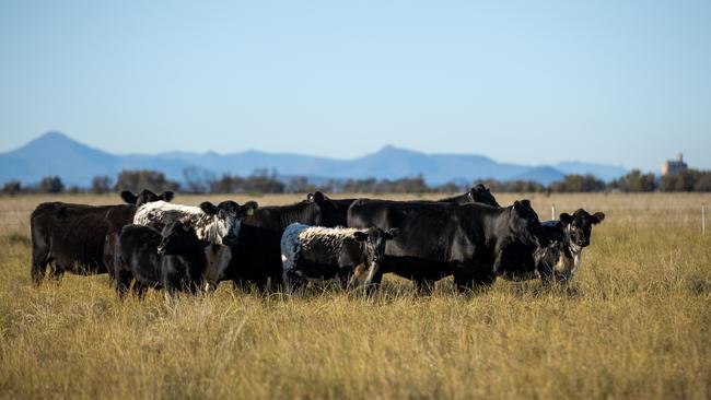 The Hamilton family have run cattle at their northern NSW property, Ningle.