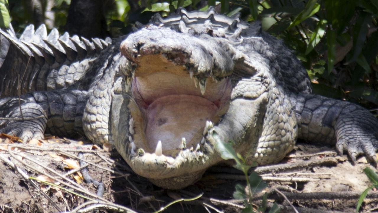 450km search fails to find elusive croc filmed on Qld beach