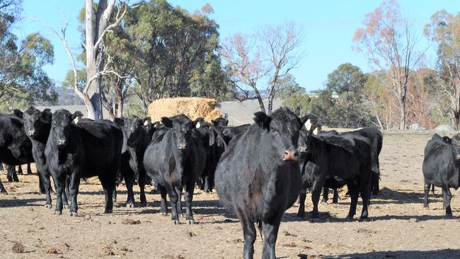 The Angus herd, where a major focus is good nutrition and breeding consistent lines.