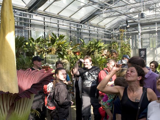 Visitors look at a blooming Titan Arum (amorphophallus titanum), pictured in the botanical garden of the university of Basel, in Basel, Switzerland, Saturday, April 23, 2011. Thousands of plant lovers have flocked to the northern Swiss city of Basel to see a giant, stinky flower bloom for the first time in 17 years. The Basel Botanical Gardens expects 10,000 people to see its amorphophallus titanum, or corpse flower, in full glory before the bloom wilts late Saturday or Sunday. (AP Photo/Keystone, Georgios Kefalas) - GERMANY OUT, AUSTRIA OUT -