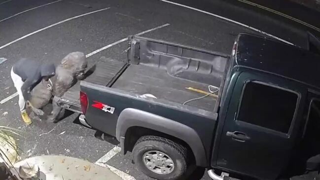 Maryland Police Seek Suspect In Theft Of Gorilla Statue | Townsville ...