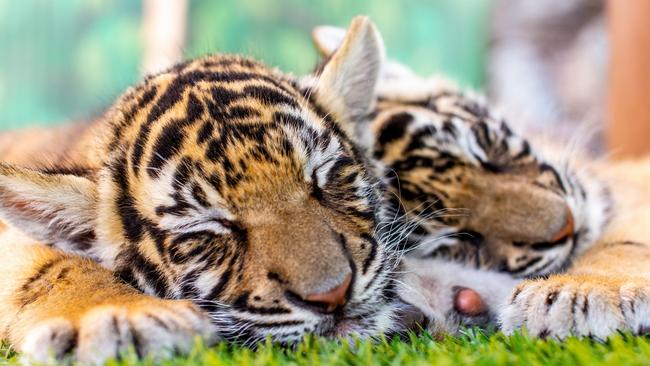 Maybe the duo can make friends with Dreamworld’s tiger cubs Javi and Zakari.