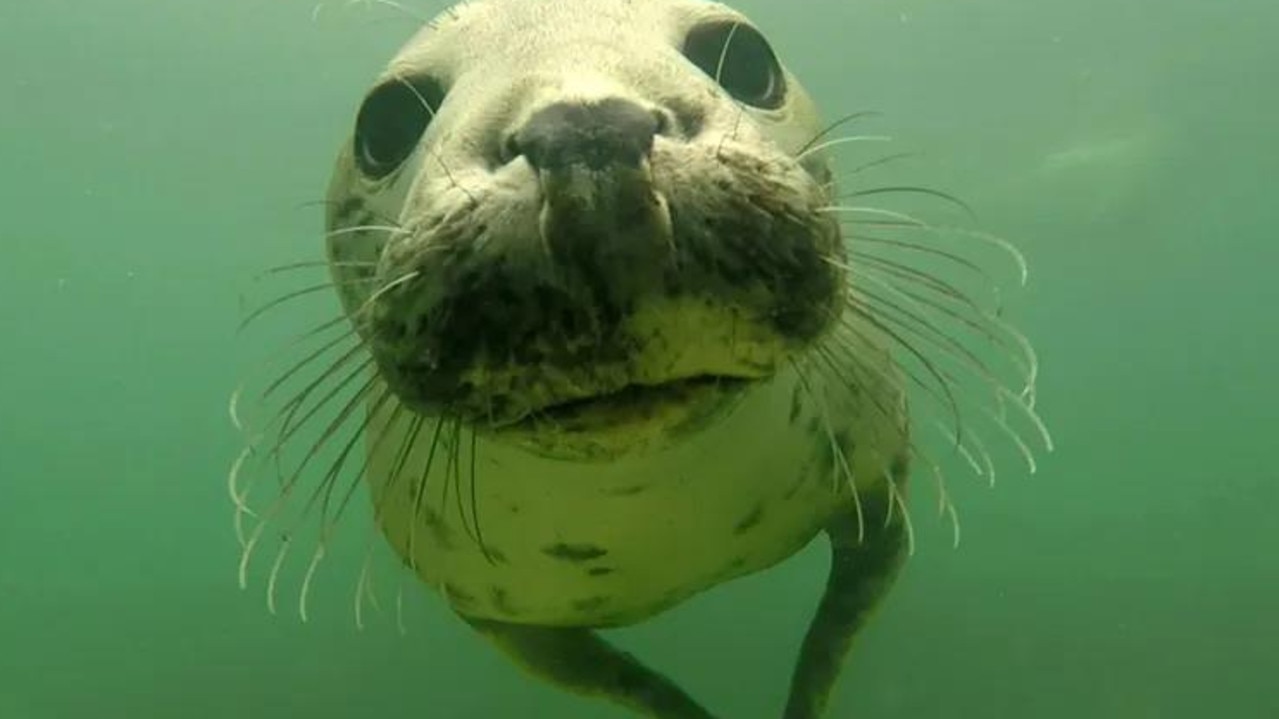 Many marine mammals make sharp noises such as flipper slaps, but only grey seals have been seen to clap underwater like this. Picture: Ben Burville