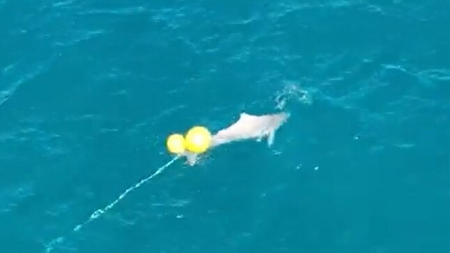 The dolphin was spotted stuck on the line mid-afternoon Thursday off Kawana Beach, Sunshine Coast, Queensland. Picture: Supplied / Erin Kirkwood