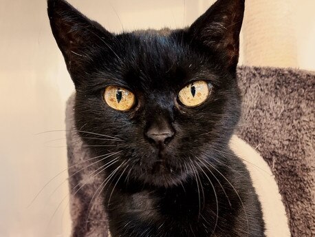 Pippin is 20 years and six months old (100 in cat years) and is looking for her fur-ever home. Picture: RSPCA SA