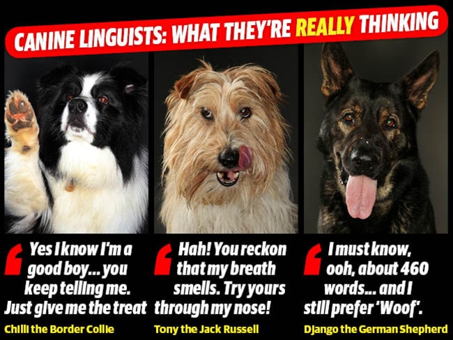 Dogs understand words as well as intonation, research shows | Daily ...
