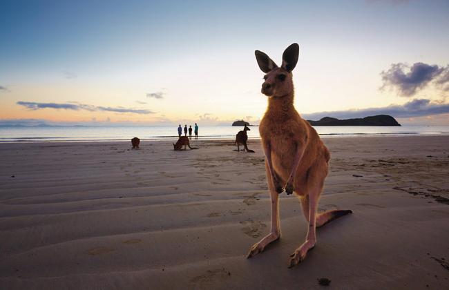 Welcome in the day with this little cutie and his mates, a cuppa in hand and the stunning sunrise. Photos: contributed. Picture: Yes