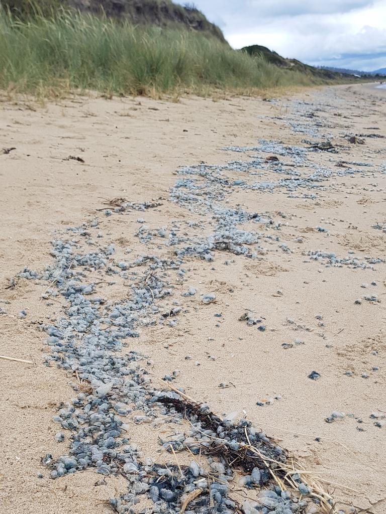 Thousands stung in Australian blue bottle invasion