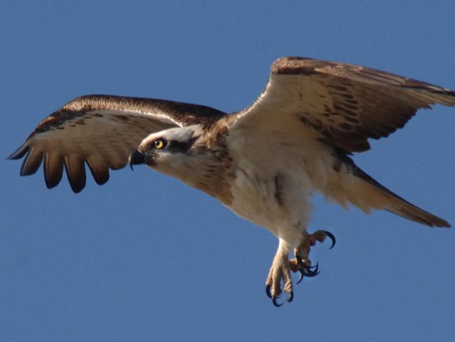 osprey wikipedia